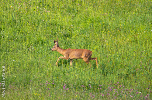 A deer walking through the grass