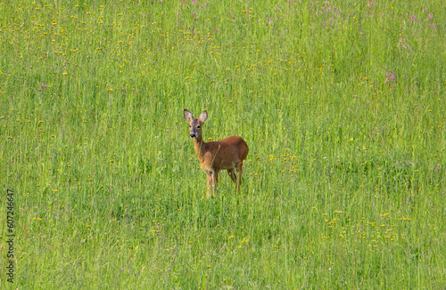 A male roe deer watching curiously from a field of grass