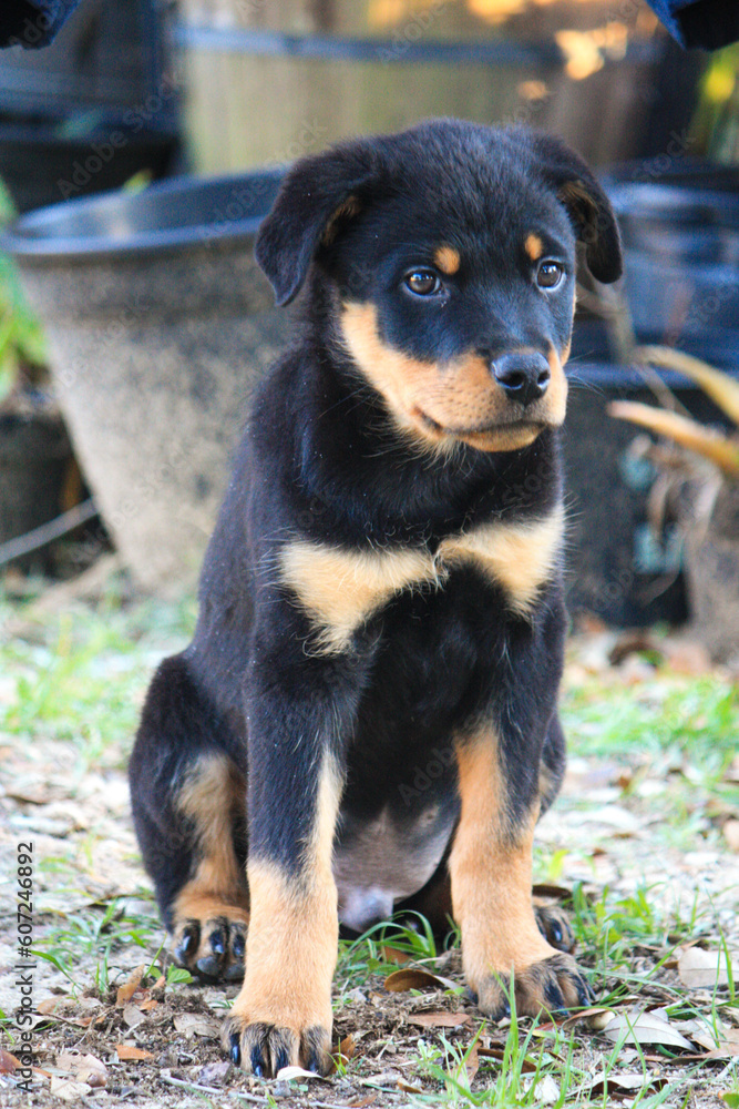 11 week old male rottweiler in a sitting pose 