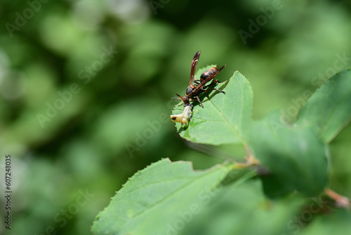 イモムシを捕食しているキボシアシナガバチ（埼玉県/5月） © photo203