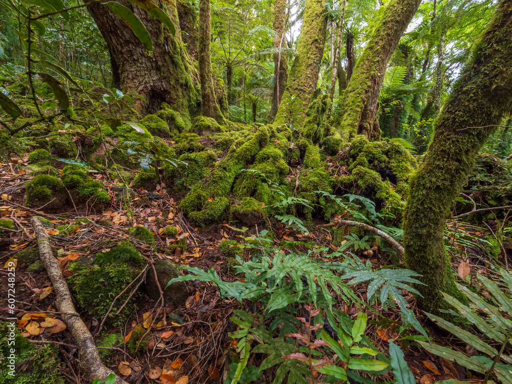Rainforest Scene Rainforest Scene