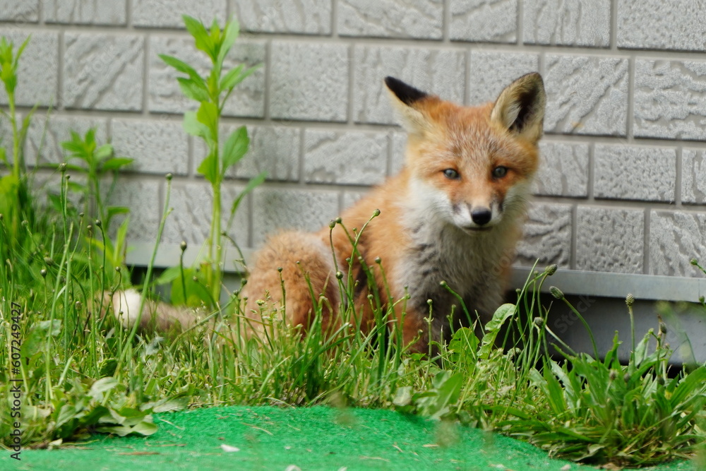 Obraz premium あどけない顔のキタキツネの子供