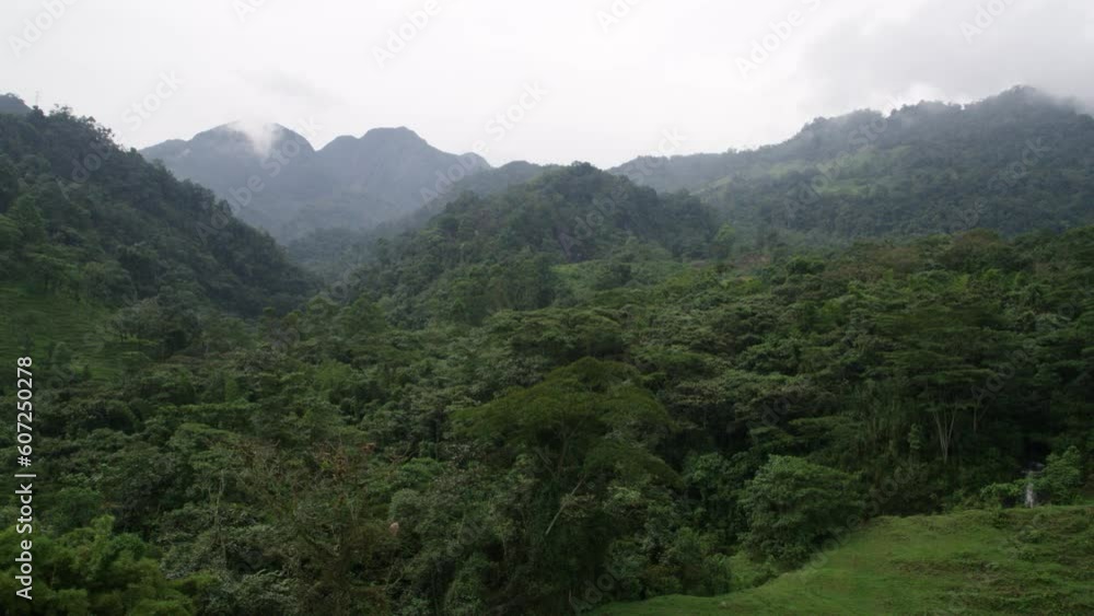 Aerial view of lush dense green forest in the morning. Backward panning Aerial view of lush dense green forest in the morning. Backward panning