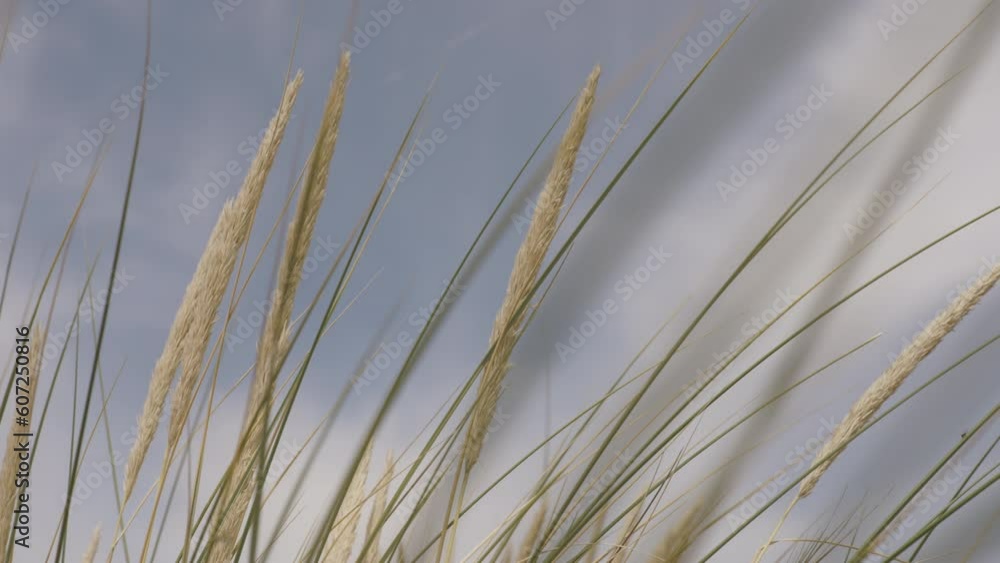 Pampas Grass Blows In Wind On Welsh Beach 4K Pampas Grass Blows In Wind On Welsh Beach 4K