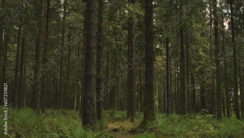 Walking Through Stockhill Woods On Summers Day In South West England Slow Motion 4K photo