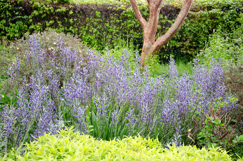 Full frame image of small camas shrubs, Camassia quamash