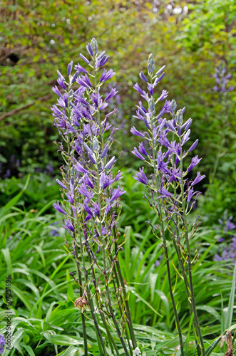 Full frame image of small camas  Camassia quamash