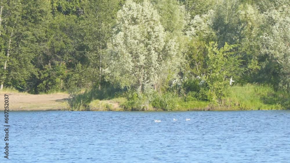 White birds sit on the surface of the lake in windy weather. River gulls on the lake