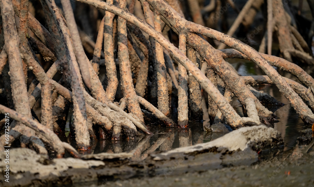 Foto de Closeup stilt or prop roots of mangrove tree on the mangrove