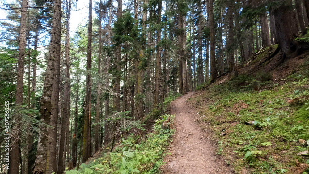 wild green woods in mountain ridge - hiking ground pathway - photo of nature wild green woods in mountain ridge - hiking ground pathway - photo of nature