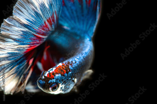 Betta siamese fighting fish, Thai and tropical aquatic animals. The skin with Red, white and blue betta fish.
