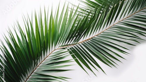 Palm leaves on a white background Generative AI