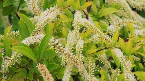 Itea virginica flowers of Virginia sweetspire plant. Iteaceae family photo