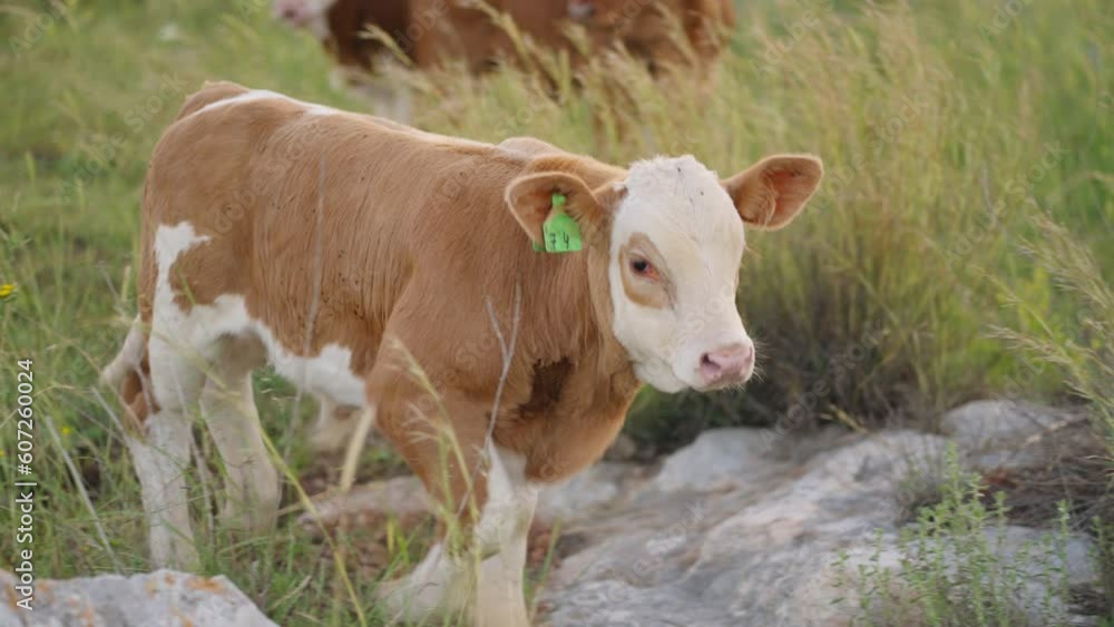 Cute small calf running around in a field Cute small calf running around in a field