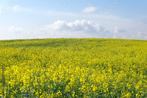 Rapeseed Fields in   le-de-France region. French G  tinais Regional nature Park