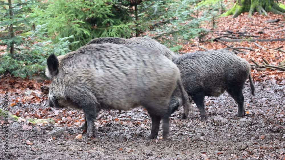 Wild boar (Sus scrofa) sounder rooting in muddy ground for food in winter forest. Wild boar (Sus scrofa) sounder rooting in muddy ground for food in winter forest.