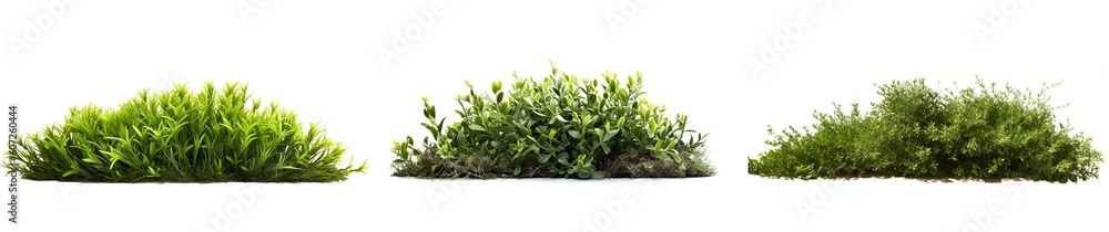 Green bush isolated on transparent background. Tree and Plant isolated PNG element. Generative AI.