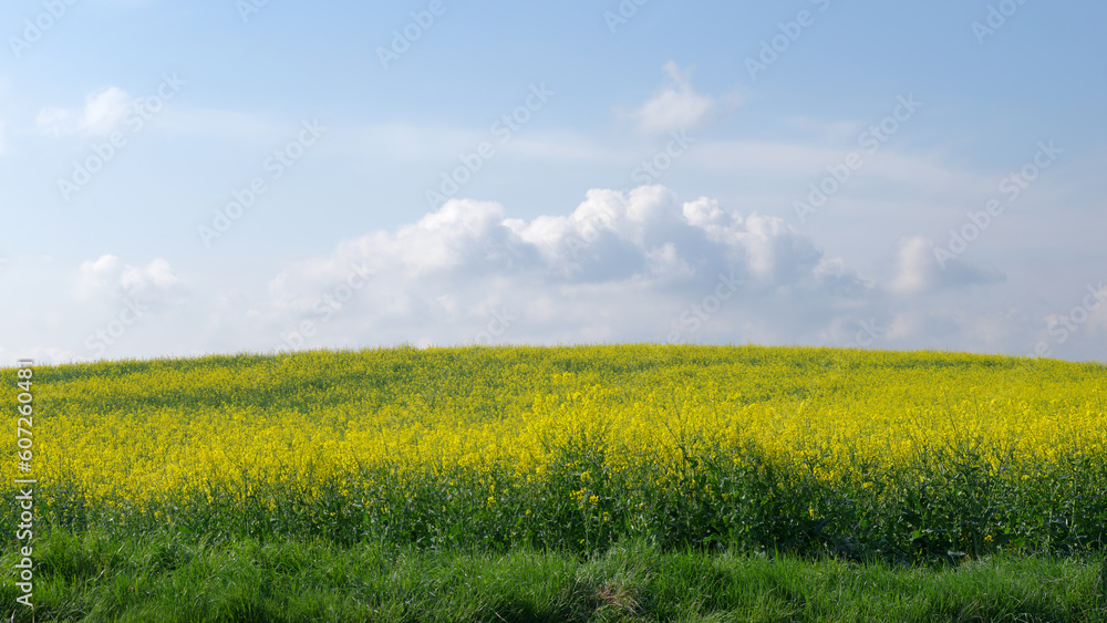 Fototapeta premium Rapeseed Fields in Île-de-France region. French Gâtinais Regional nature Park