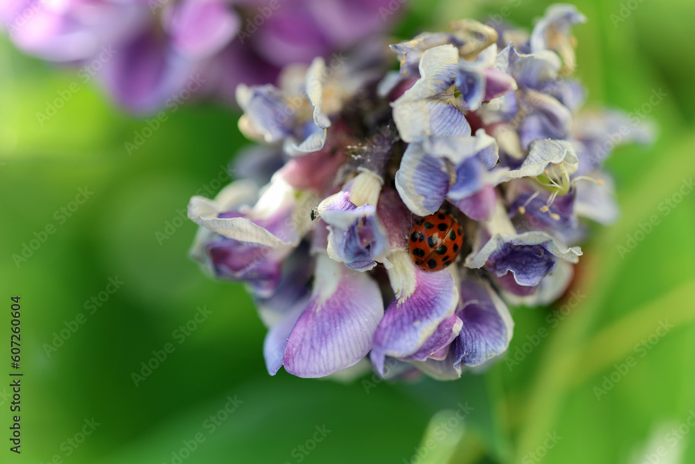 Φωτογραφία Beautiful purple wisteria sinensis flowers are full of sucking black fly, aphids