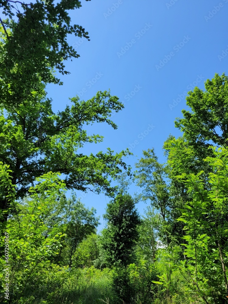 Obraz premium Ciel bleu et branchages 