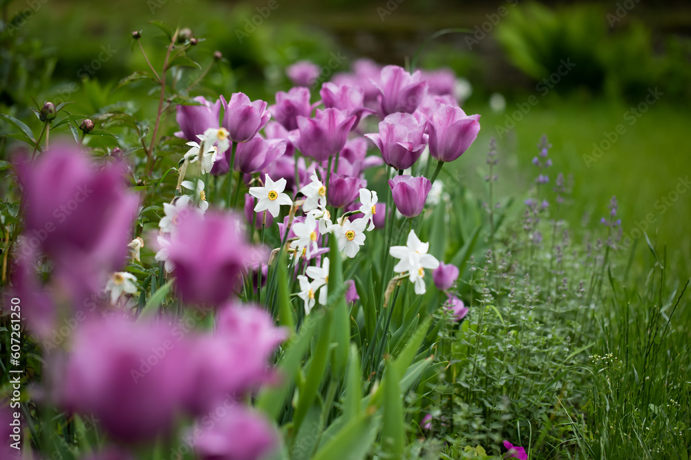 wiosenne kompozycje kwiatowe w ogrodzie, tulipany, narcyze, wiosenne kompozycje kwiatowe w ogrodzie, tulipany, narcyze,