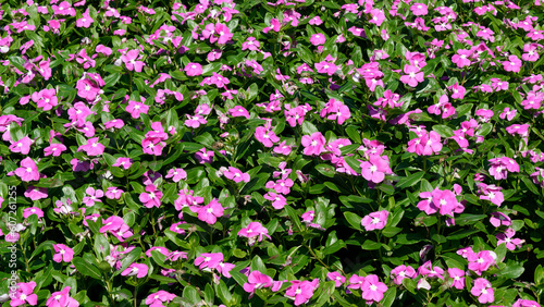 Pink Catharanthus roseus flowers or bright eyes blooming in the garden.