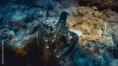 Foto Underwater Blue Lobster