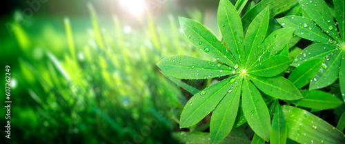 Rain drops on a green leaves of lupine on sunny beautiful nature spring background. Summer scene with with dew drops on Lupinus leaf. Horizontal spring banner. Copy space for text