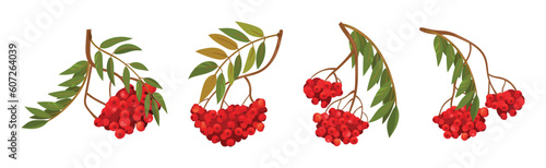 Red Rowan Berries Hanging on Branch with Pinnate Leaves Vector Set