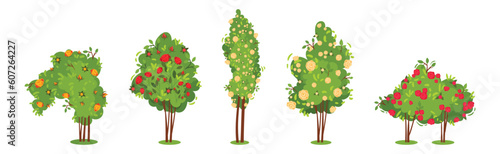 Bushes with Rose Flowers and Branched Stem as Perennial Woody Plant Vector Set