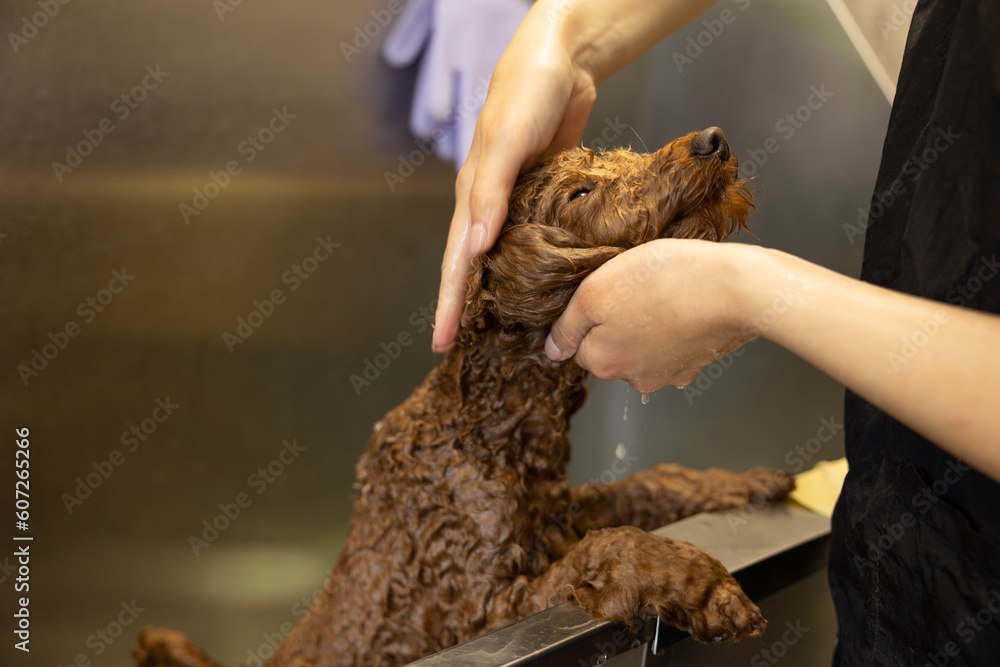 Brown poodle dog is groomed in salon. Female hands washing cute dog. Dog is wet and in shampoo. Brown poodle dog is groomed in salon. Female hands washing cute dog. Dog is wet and in shampoo.