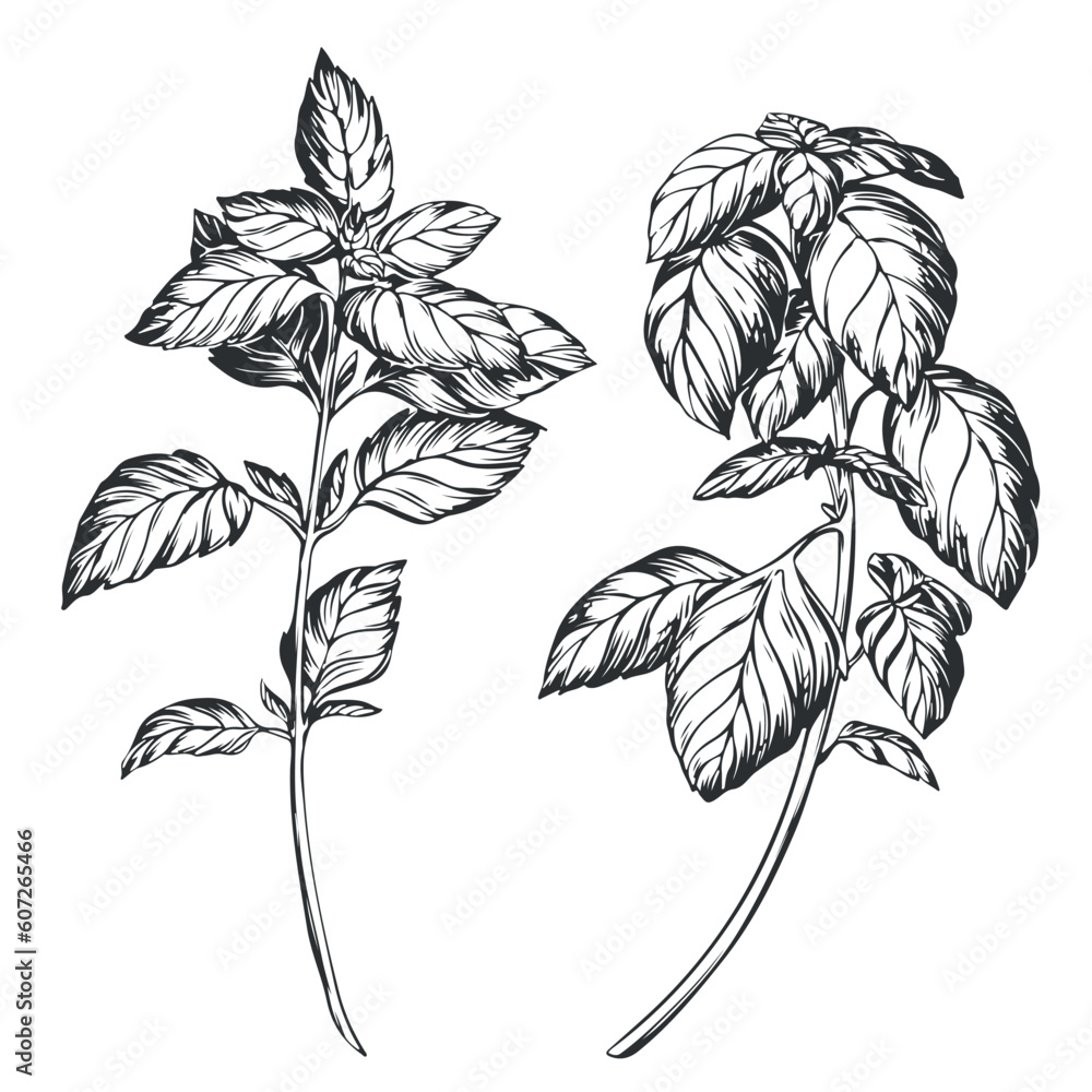 Basil on a white background in retro style. A popular seasoning in Italian, Greek and Provencal cuisine. Branch in engraving style. Spices botanical vector illustration. Basil on a white background in retro style. A popular seasoning in Italian, Greek and Provencal cuisine. Branch in engraving style. Spices botanical vector illustration.