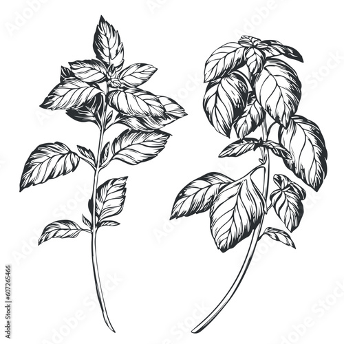 Basil on a white background in retro style. A popular seasoning in Italian, Greek and Provencal cuisine. Branch in engraving style. Spices botanical vector illustration.