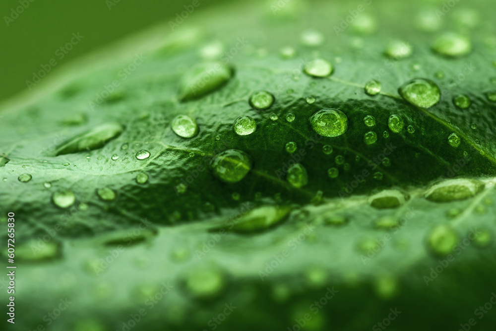 Green leaf with water drops. Freshness by water drops. Natural green texture background. Nature concept.
