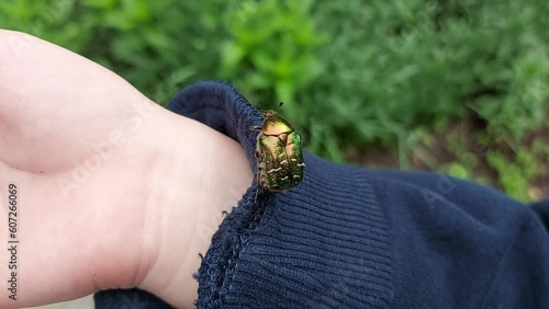 green shiny Cetonia aurata beetle on a child's hand. the insect is crawling and flies away. study of nature