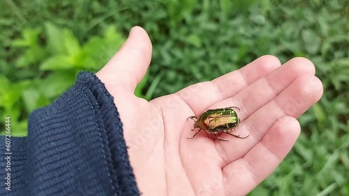green shiny Cetonia aurata beetle on a child's hand. the insect is crawling. study of nature