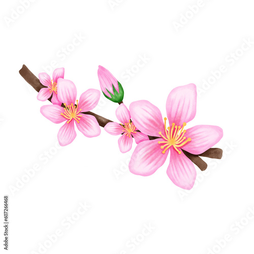 Sakura peach flower watercolor