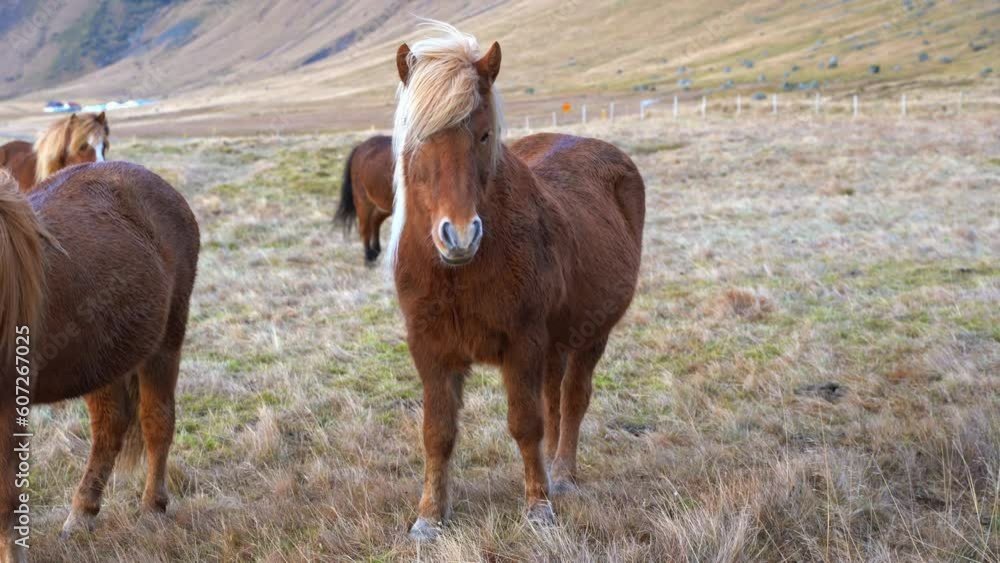 Small group of Icelandic horses with brown coats on pasture land in Iceland Small group of Icelandic horses with brown coats on pasture land in Iceland