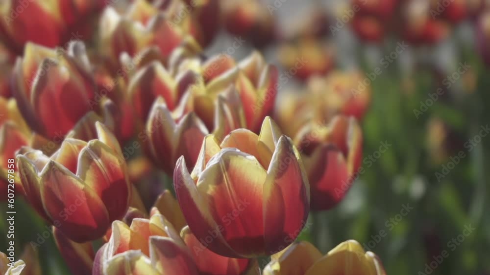 Close Up of Red Yellow Tulip Flowers Blooming In The Garden Close Up of Red Yellow Tulip Flowers Blooming In The Garden