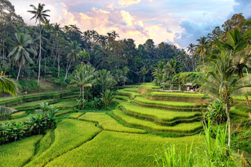 Handdoek met foto Rijstvelden Tegalalang rijstterrassen op Bali  © Sven Taubert