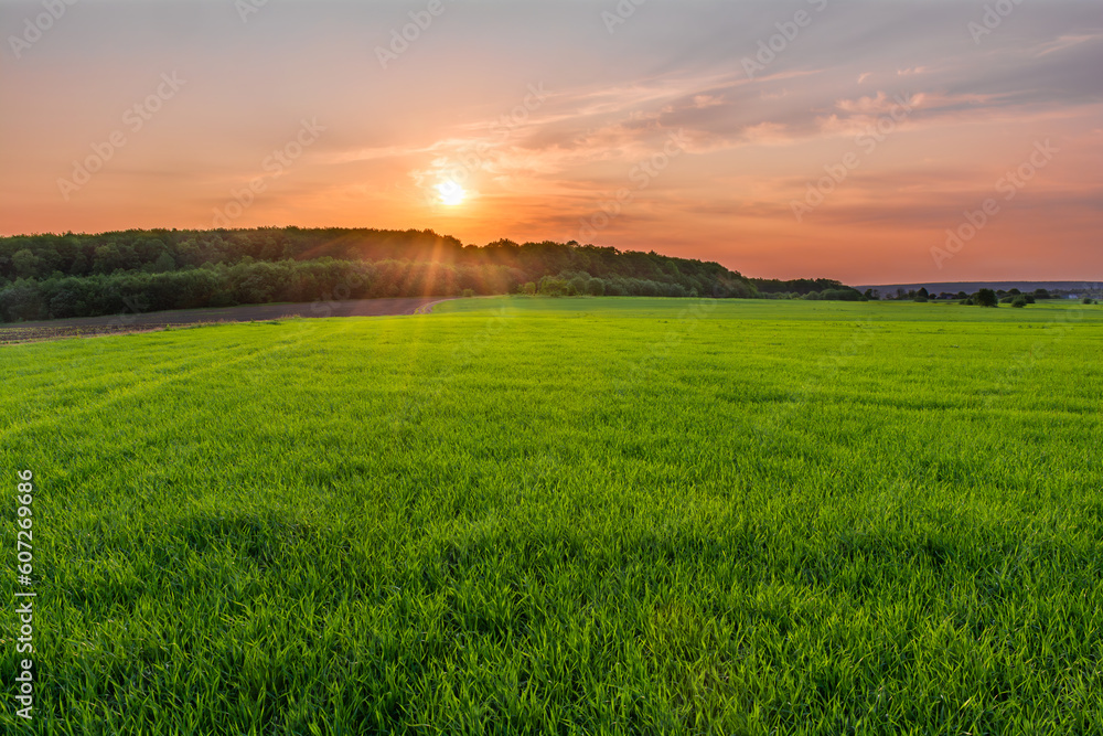 Amazing sunset over forest in green field