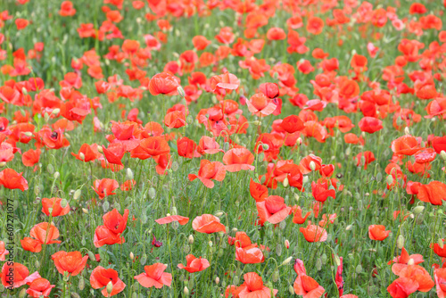 close up of a poppy field - soft colors