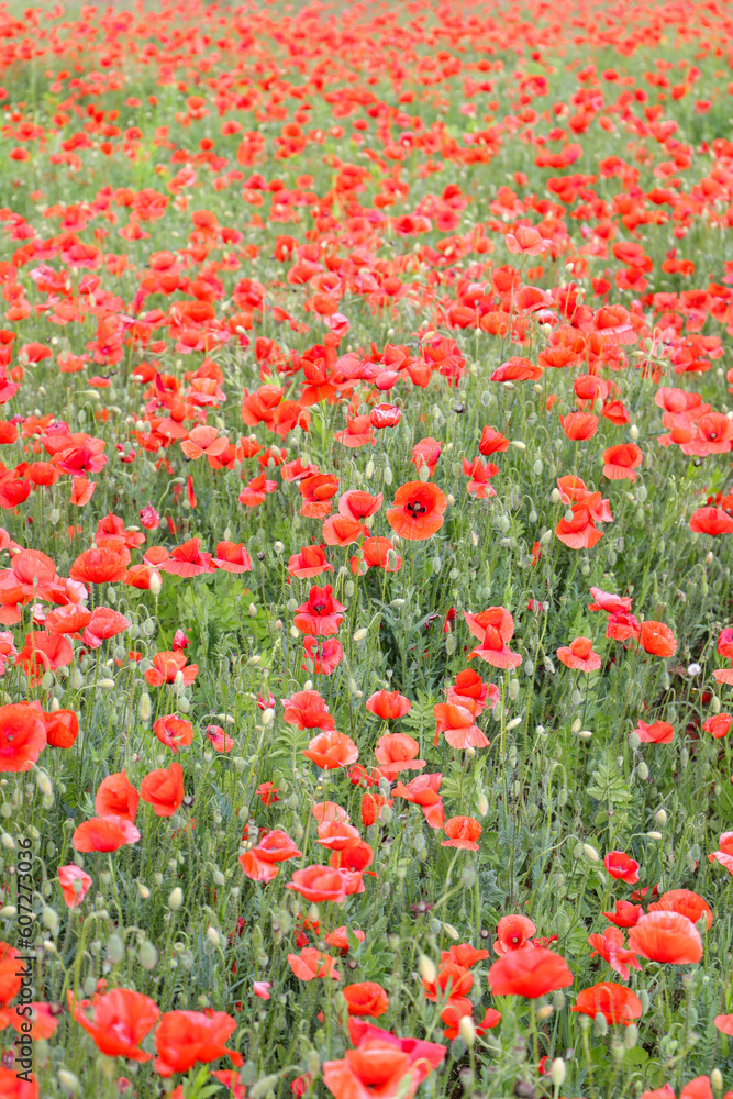 close up of a poppy field - soft colors