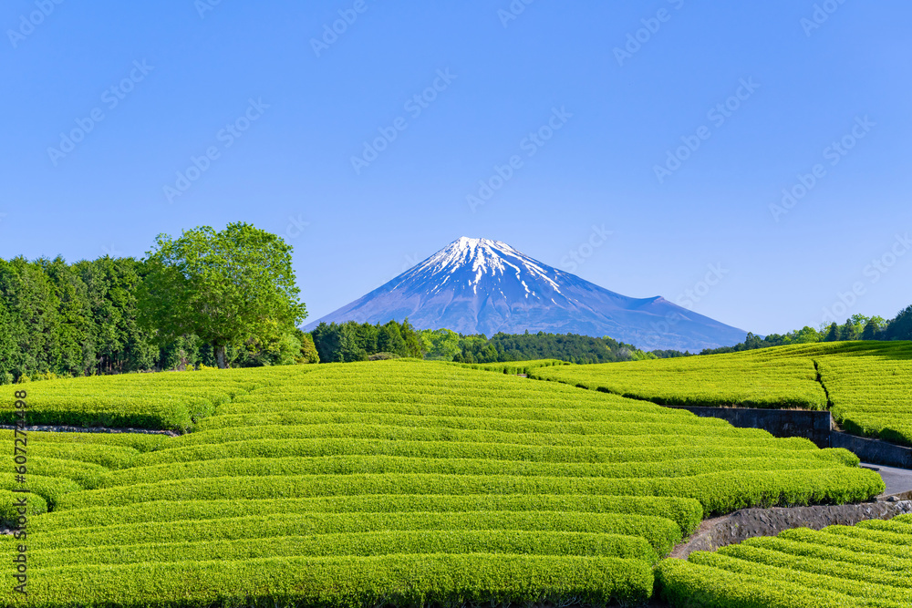 Obraz premium 静岡県富士市 大淵笹場の茶畑