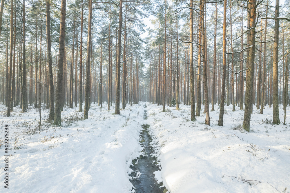 Arctic forest in winter
