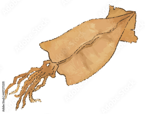 リアルなするめ1匹全身のベクターイラスト