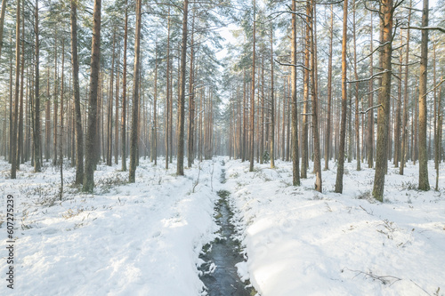 Arctic forest in winter 