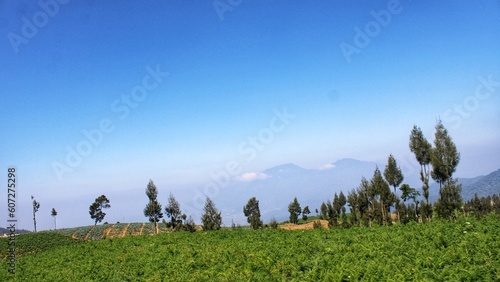 Beautiful green vegetable plantation landscape with blue sky background © RentDunk Studio