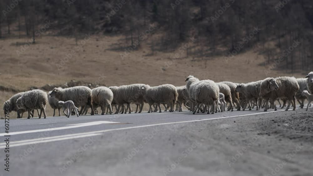 Sheep cross the asphalt road against the backdrop of mountains and trees. Sheep cross the asphalt road against the backdrop of mountains and trees.