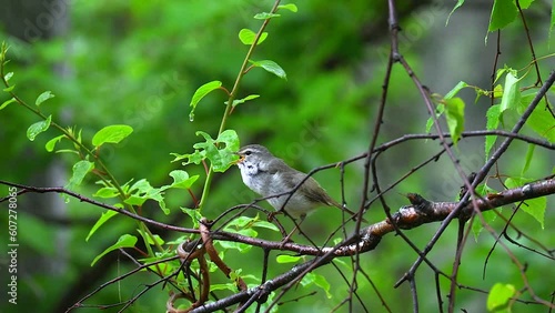 早朝のウグイス / Japanese Bush Warbler in the early morning